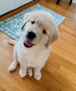 Alternative view of Bella