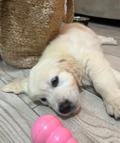 Alternative view of Daisy