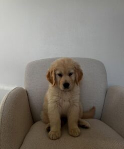 Alternative view of Rocky