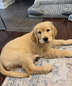 Alternative view of Teddy