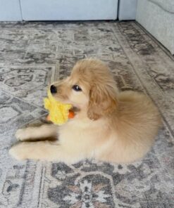 Alternative view of Molly