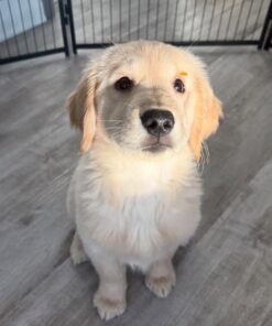 Alternative view of Sophie