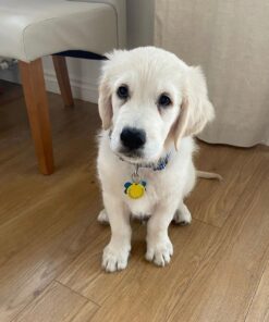 Alternative view of Oliver