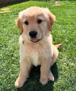 Alternative view of Rosie