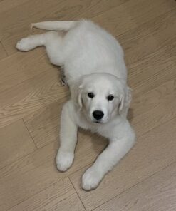 Alternative view of Lily